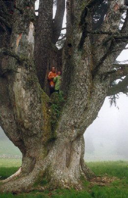 Sapin candlabre de la Rondaneire. Val de Travers. Jura. CH. Mai 96.