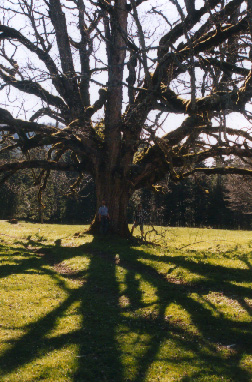 Erable de Cernil Ladame - Val de Travers. Jura. CH. Mai 97.