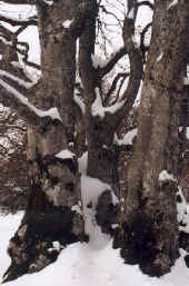 Forêts de hêtres à la Tourne - Mont Racine. Jura. CH. Déc 96.