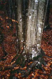 Hêtre sous la pluie d'automne - Orbe. Jura. CH. Nov 97.