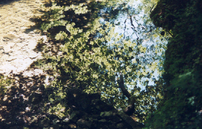 Hêtre en reflet dans l'Areuse - Val de Travers. Jura. CH. Juin 99.