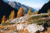 Mélèze du Val d'Herens - Ferpècle. Valais. Alpes. CH. Oct 97.